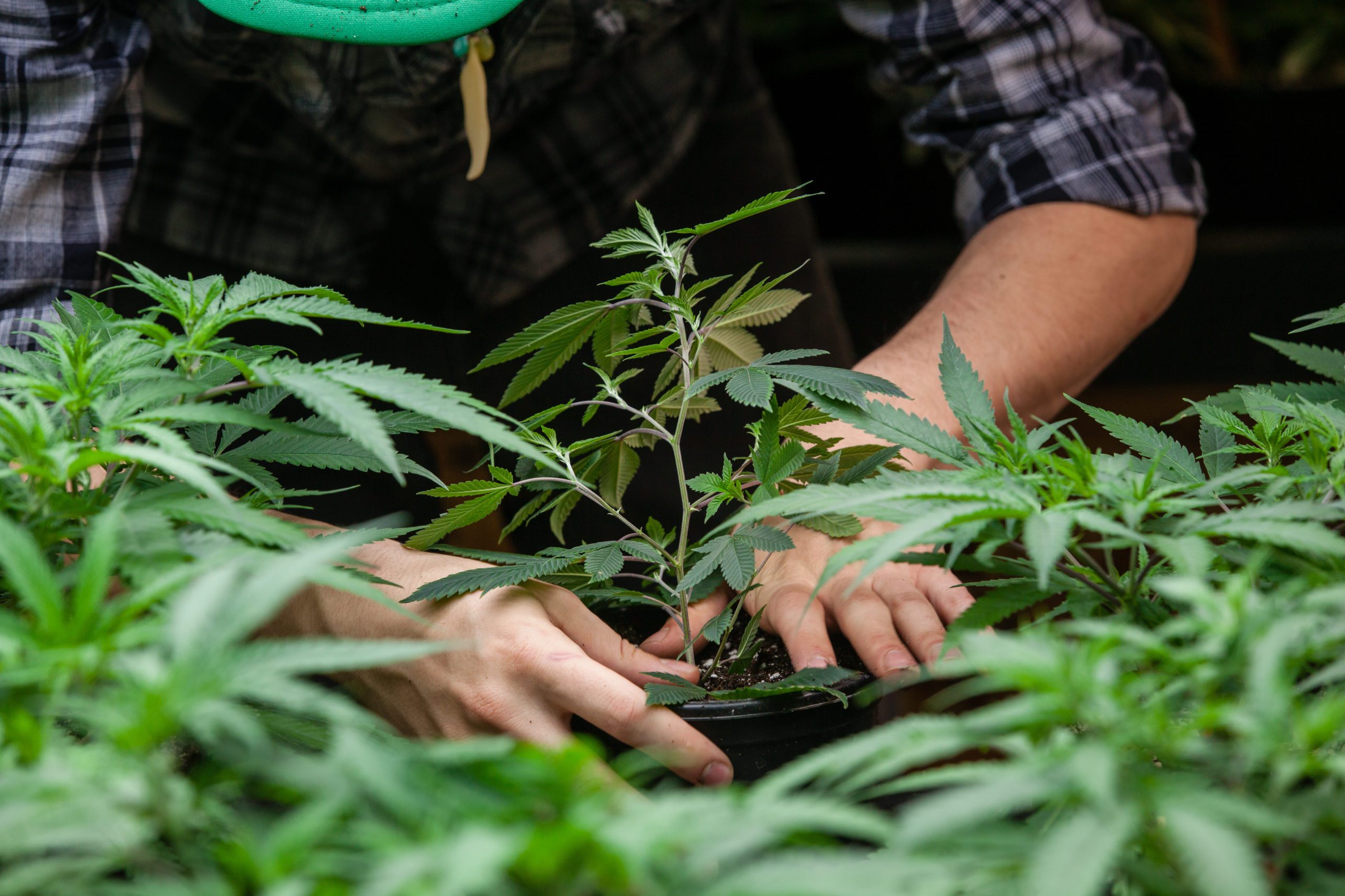 Farmer planting cannabis plant with hands