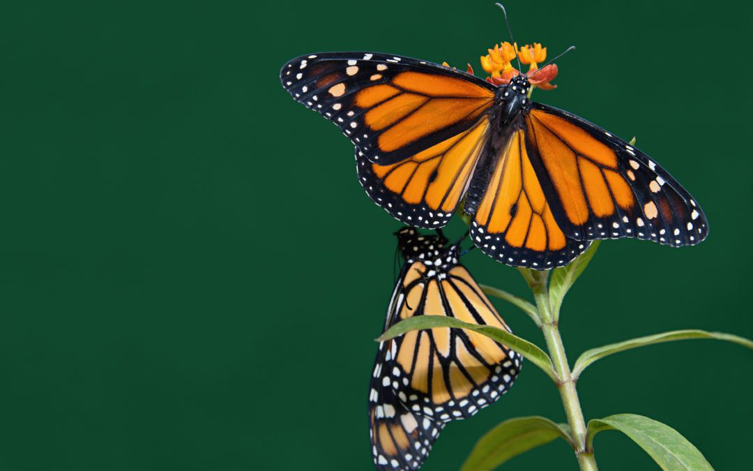 How Cannabis Farms Can Help Save the Monarchs