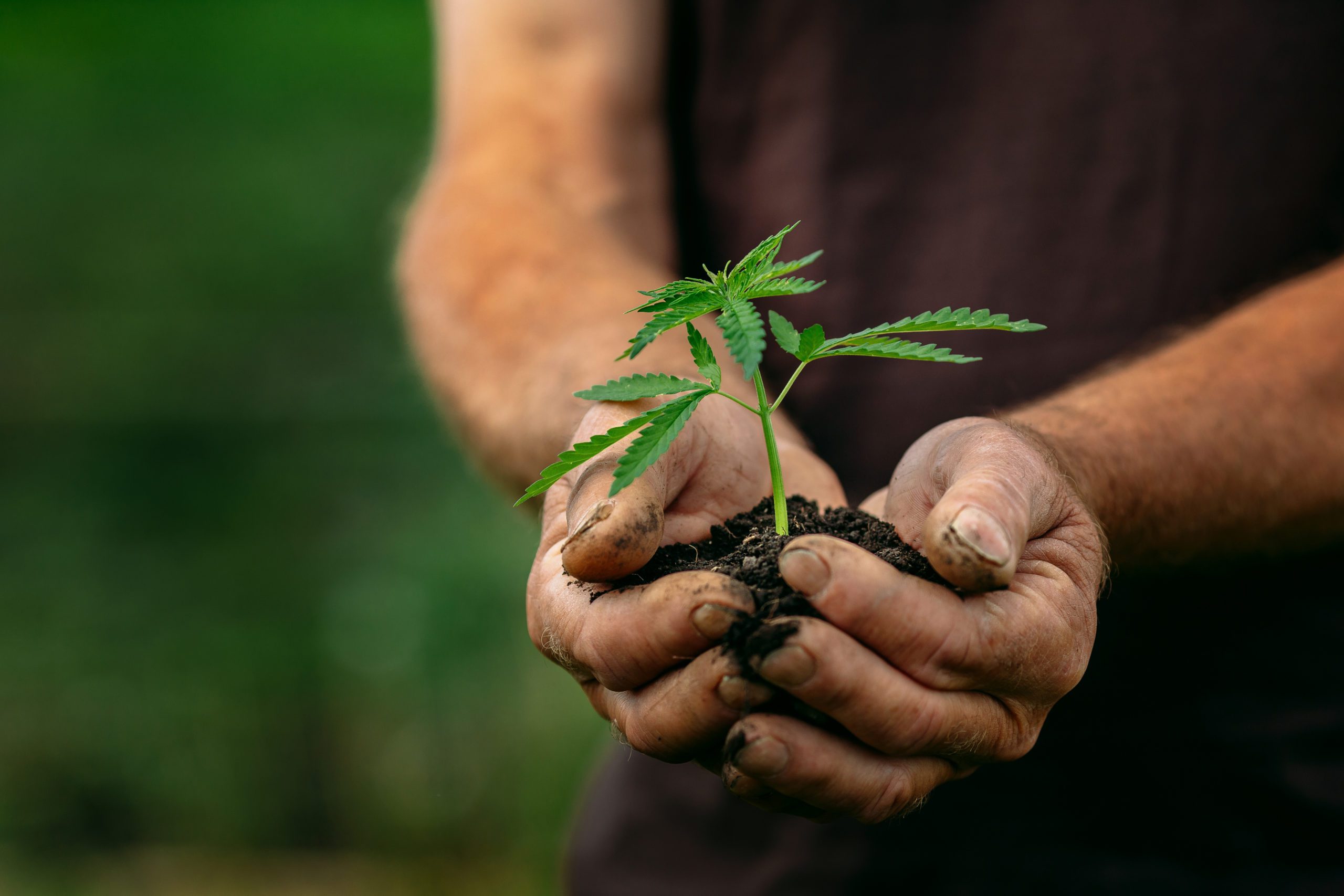 Farmer hands holds baby cannabis plant