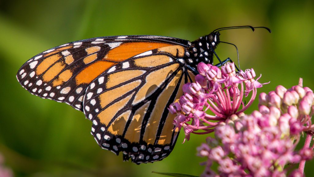 Monarch Butterfly