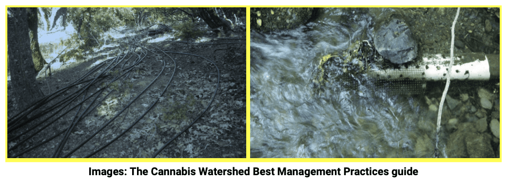 cannabis watershed